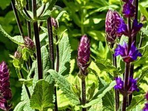 Salvia staminea | Online Flower Garden