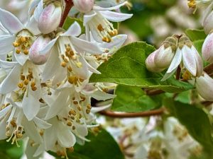 Deutzia staminea | Online Flower Garden