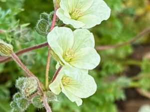 Erodium chrysanthum | Online Flower Garden