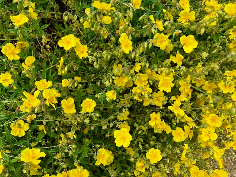 Helianthemum ‘Golden Queen’