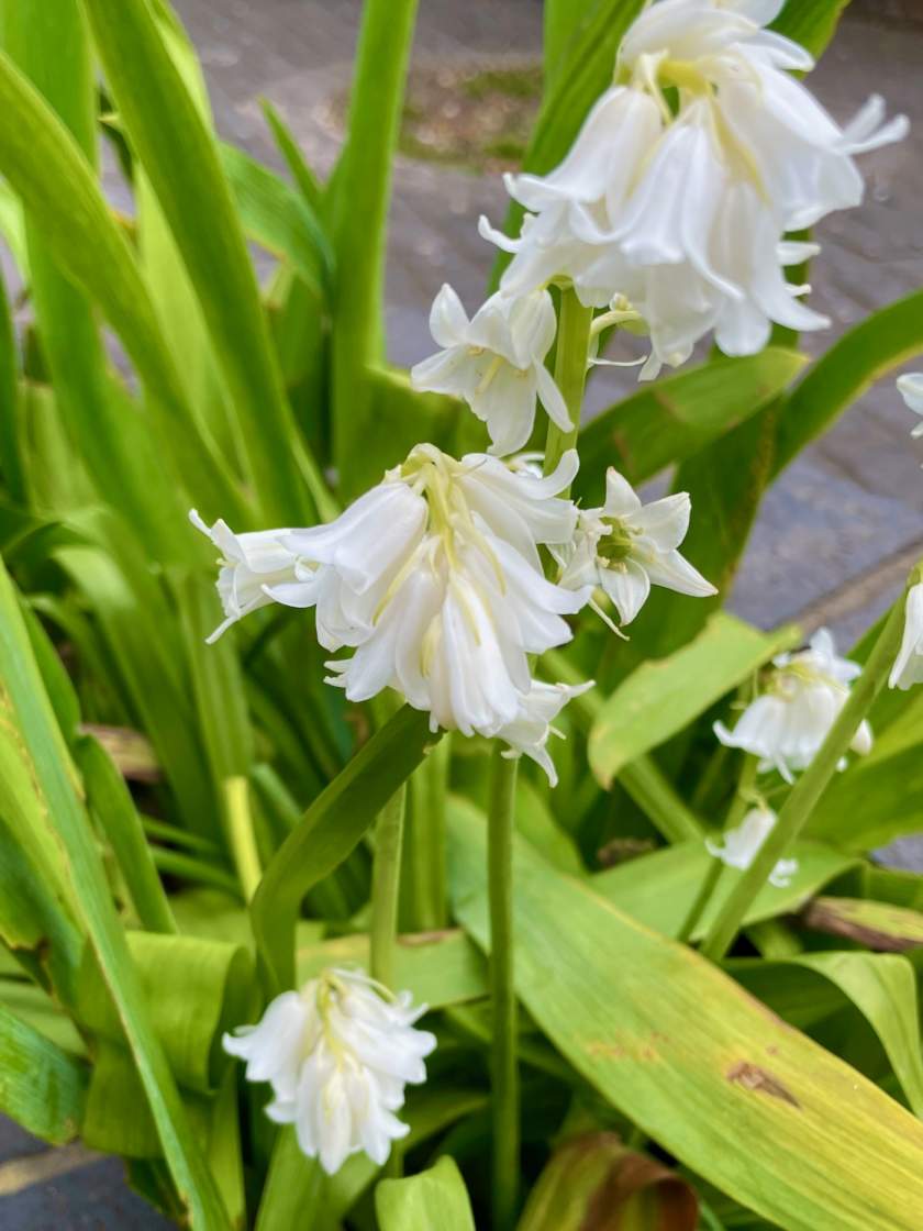 Hyacinthoides-hispanica-White-City | Online Flower Garden Hyacinthoides hispanica 'White City'
