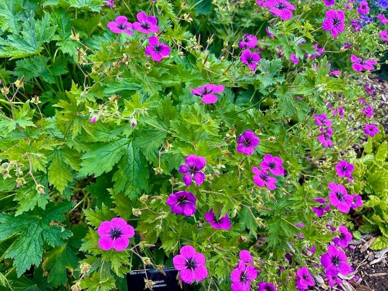 Geranium cinereum subsp. subcaulescens