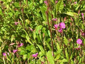 Oenothera rosea