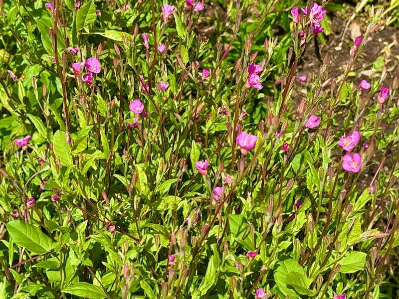 Oenothera-rosea | Online Flower Garden Oenothera rosea