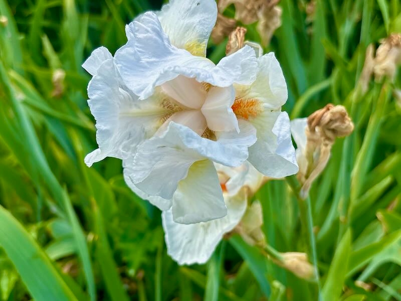 Iris ‘Frost and Flame’