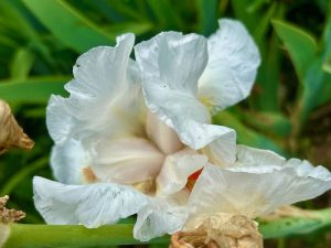Iris ‘Frost and Flame’