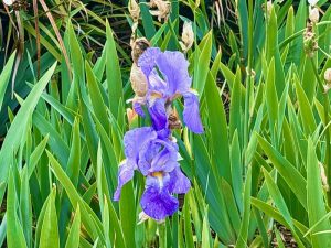 Iris pallida | Online Flower Garden