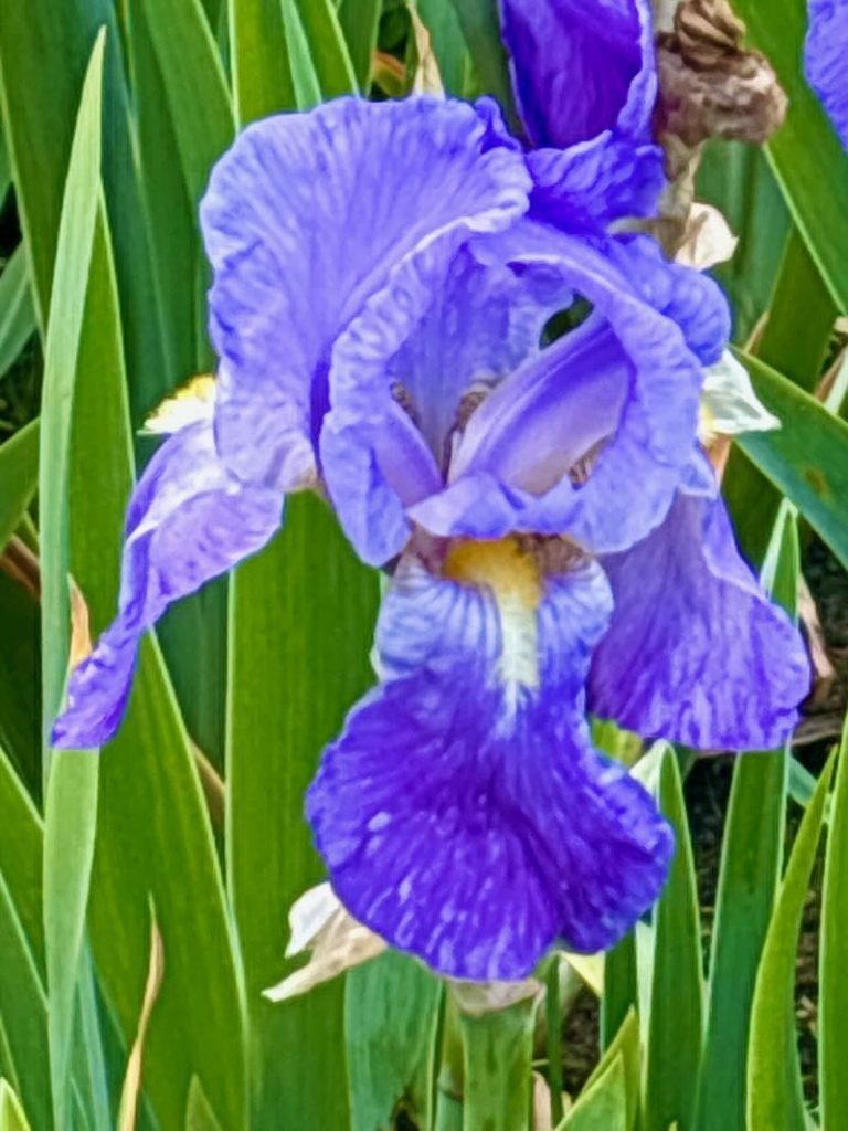Iris-pallida | Online Flower Garden Iris pallida