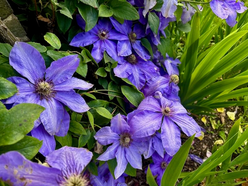 Clematis-Elsa-Spath | Online Flower Garden Clematis ‘Elsa Spath’