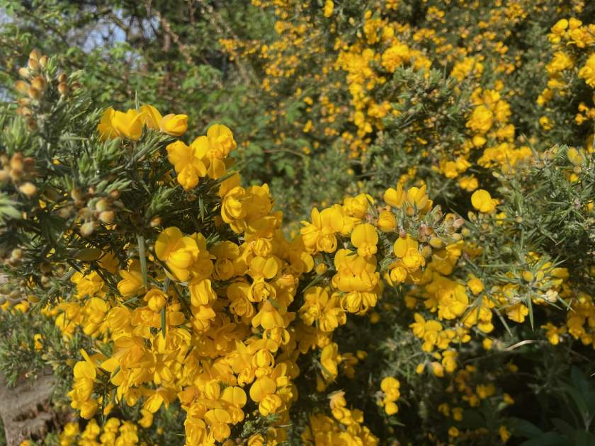 Ulex europaeus | Online Flower Garden