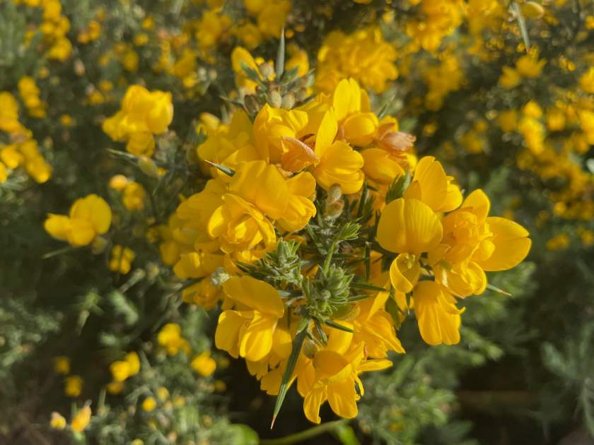 Ulex europaeus | Online Flower Garden