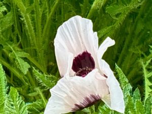 Papaver orientale ‘Royal Wedding’
