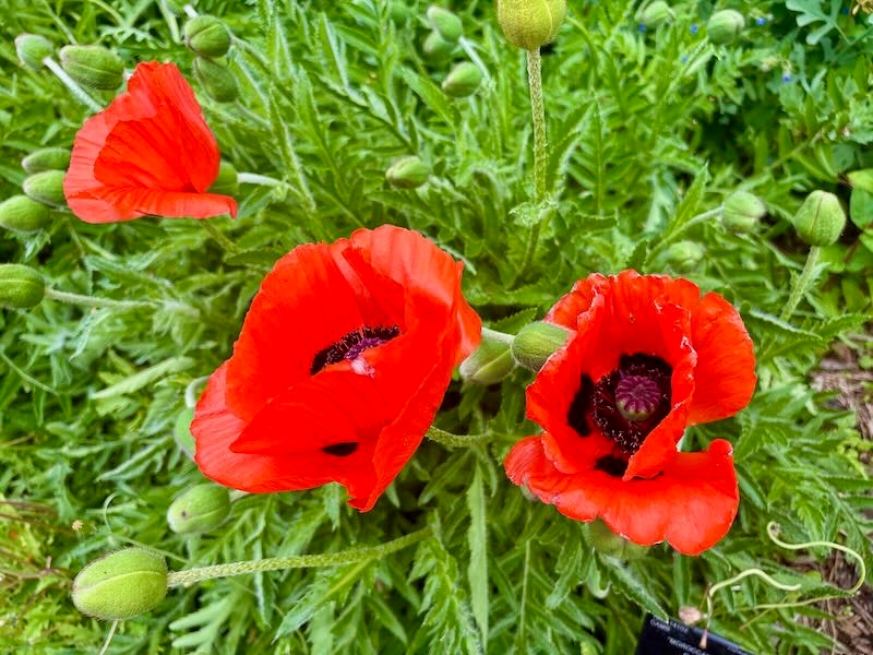 Papaver atlanticum or  Moroccan Poppy
