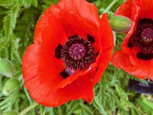 Papaver atlanticum | Online Flower Garden