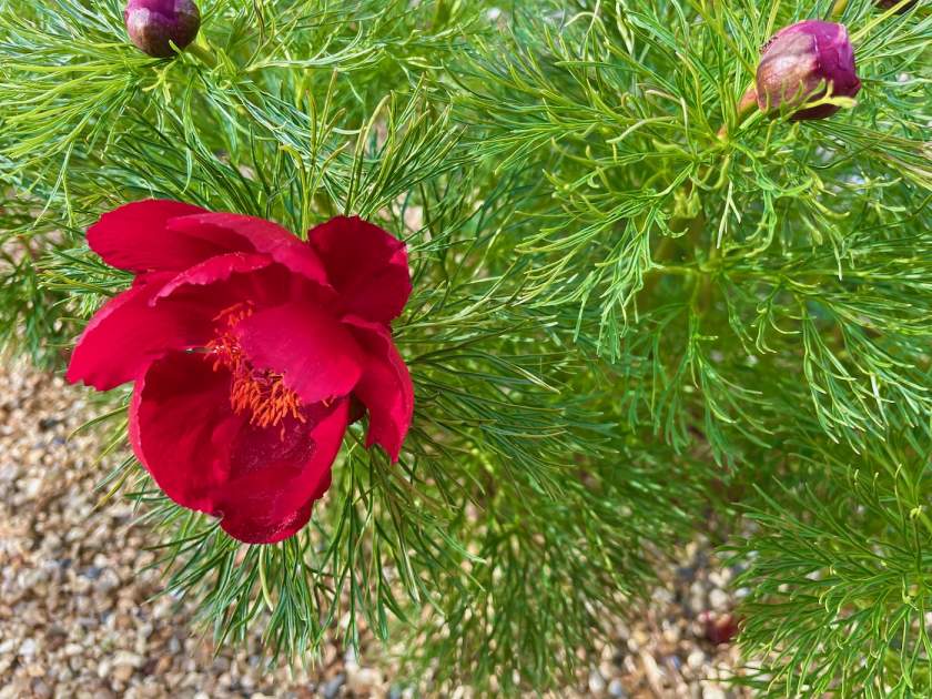 Paeonia-tenuifolia | Online Flower Garden Paeonia tenuifolia