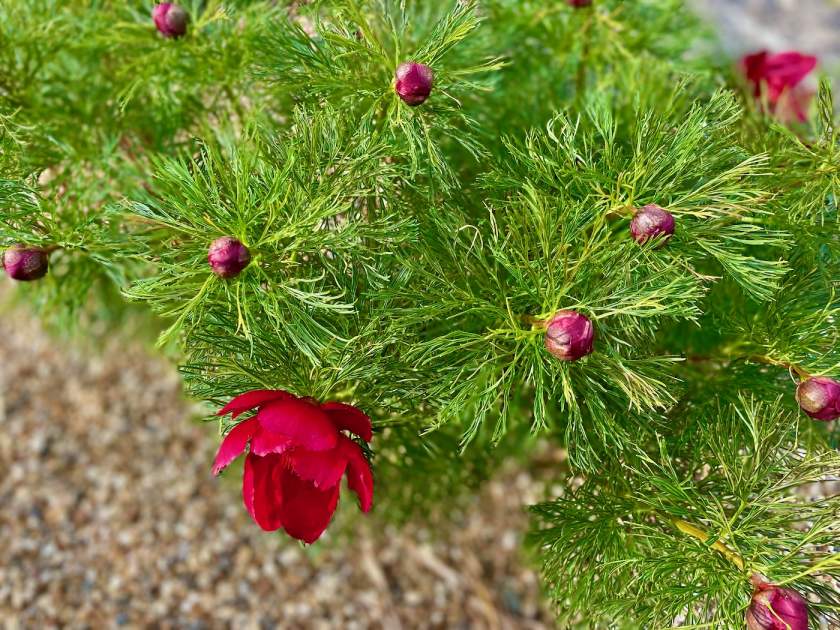 Paeonia-tenuifolia | Online Flower Garden Paeonia tenuifolia