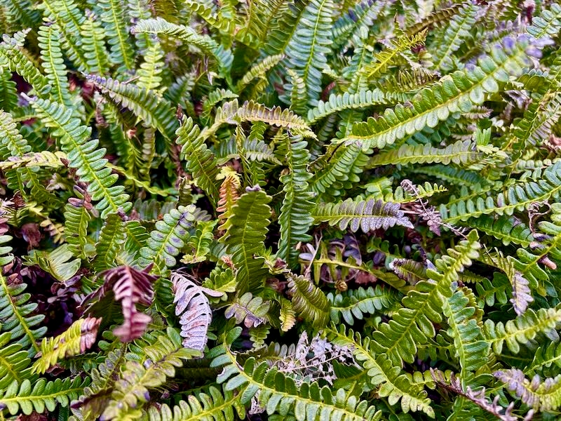Austroblechnum penna-marina