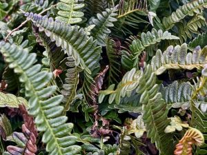Austroblechnum penna-marina