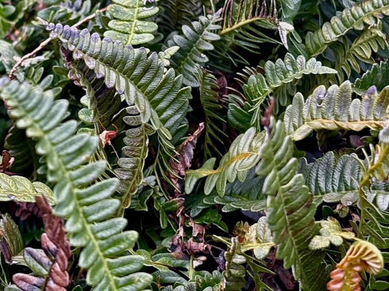 Austroblechnum-penna-marina | Online Flower Garden Blechnaceae, Austroblechnum penna-marina