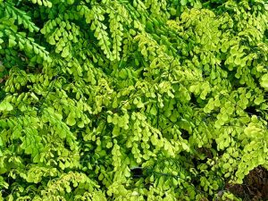 Adiantum venustum | Online Flower Garden