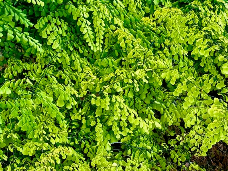 Pteridaceae, Adiantum venustum