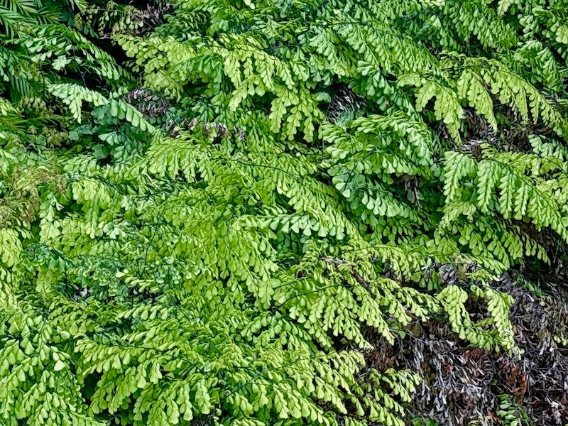 Adiantum venustum