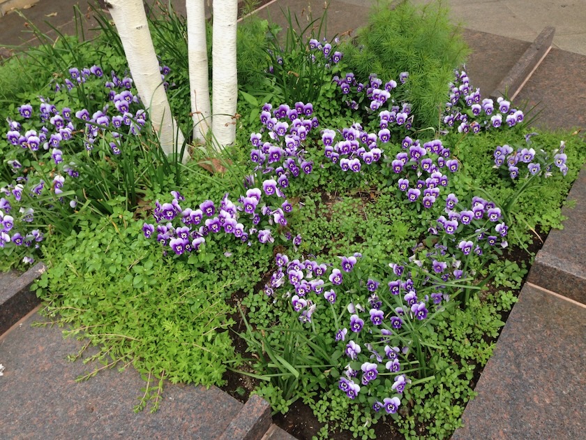 Pansy | Online Flower Garden Bed of Pansies