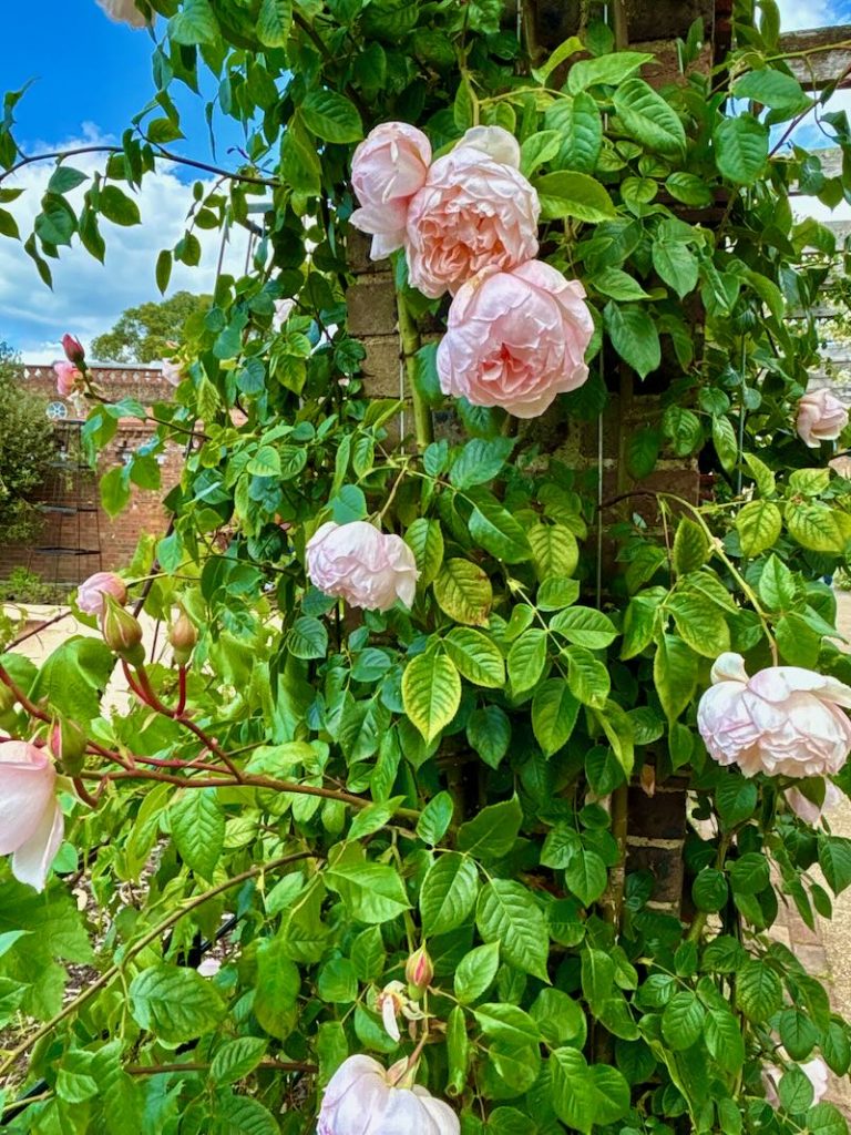 Rosa ‘The Generous Gardener’