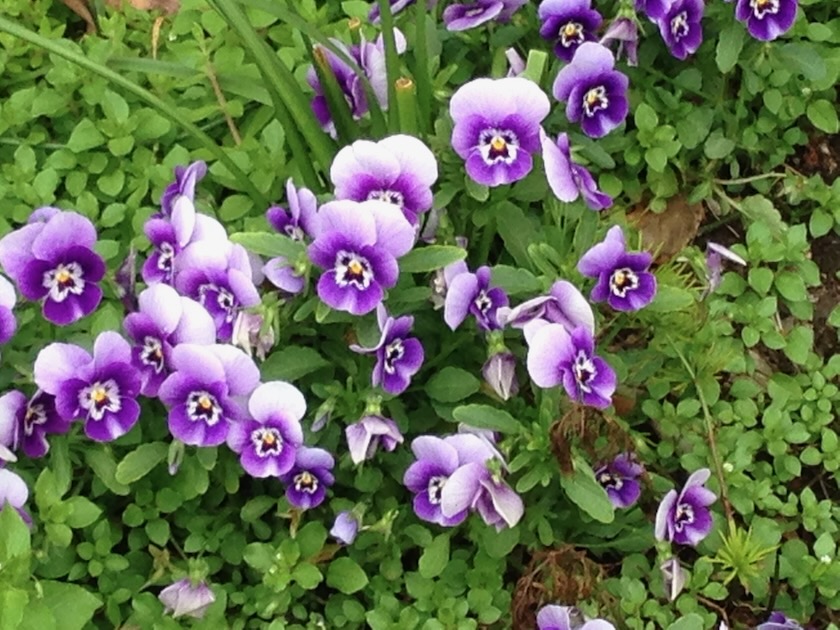 Pansy | Online Flower Garden Pansy