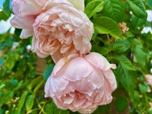 Rosa ‘The Generous Gardener’