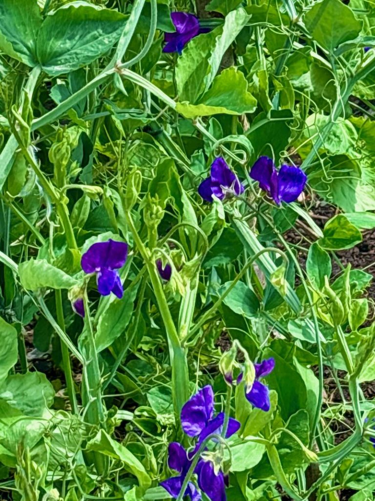 Lathyrus-odoratus-Flagship | Online Flower Garden Lathyrus odoratus ‘Flagship’, Sweet Pea
