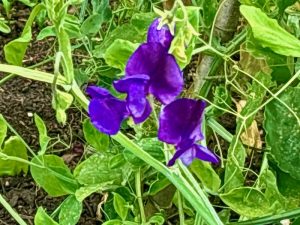 Lathyrus odoratus ‘Flagship’