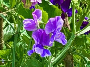 Lathyrus odoratus ‘Blue Danube’ | Online Flower Garden