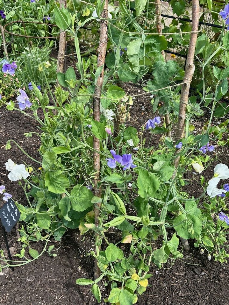 Lathyrus odoratus ‘White Frills’, Sweet Pea
