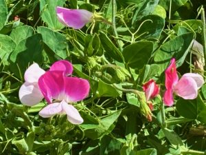 Lathyrus odoratus ‘Pink Cupid’ | Online Flower Garden