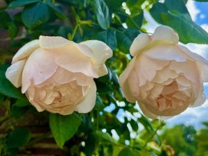 Rosa ‘Wollerton Old Hall’ | Online Flower Garden