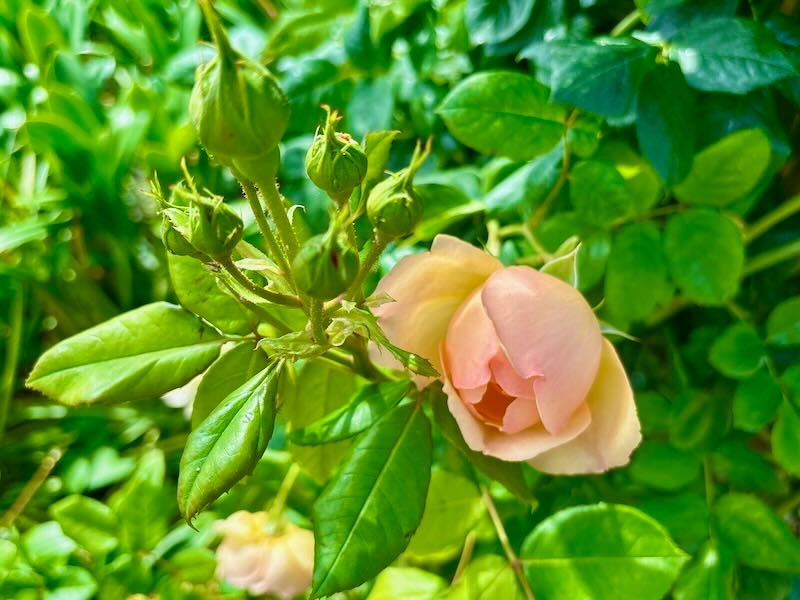 Rosa ‘Wollerton Old Hall’