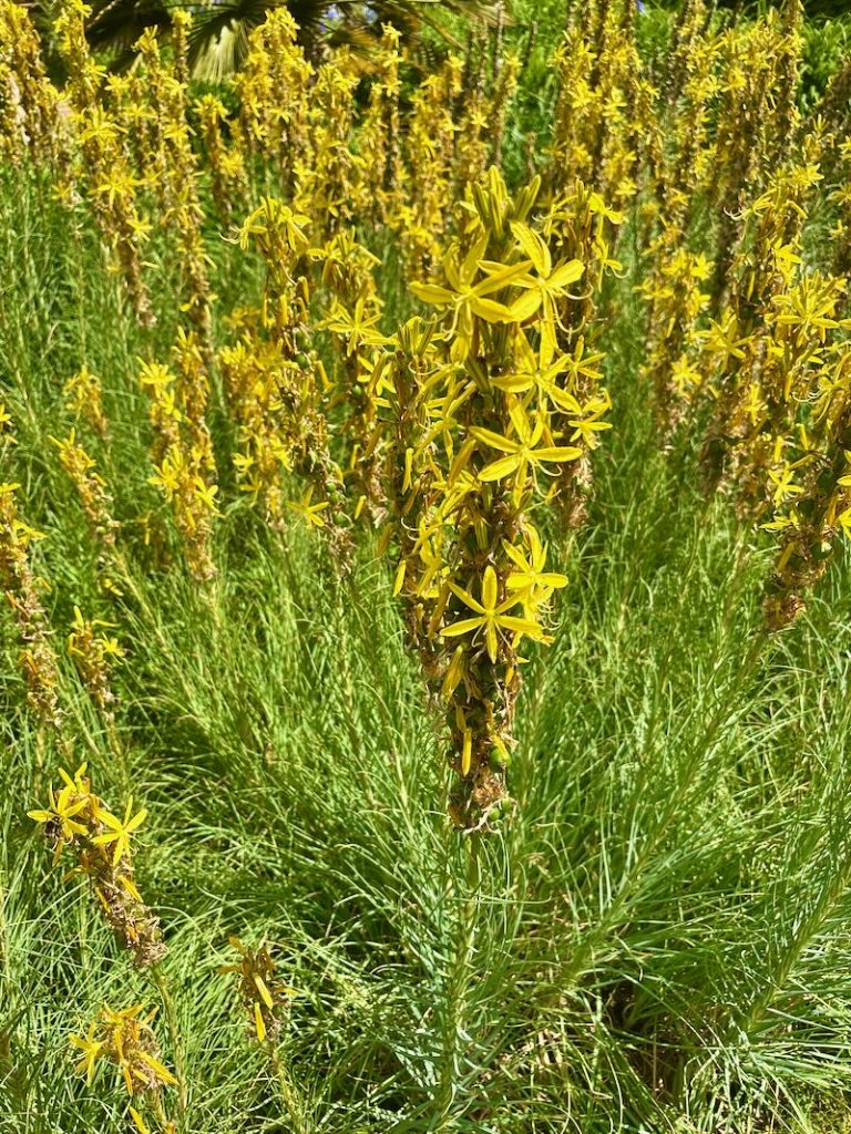 Asphodeline-lutea | Online Flower Garden Asphodeline lutea or King's Spear