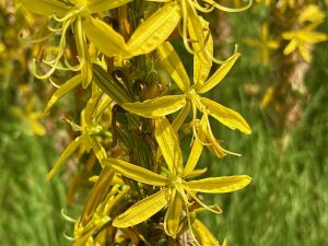 Asphodeline lutea | Online Flower Garden
