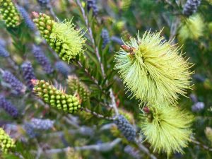 Melaleuca pallida | Online Flower Garden