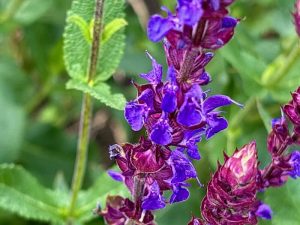 Salvia nemorosa ‘Caradonna’, Sage Caradonna | Online Flower Garden
