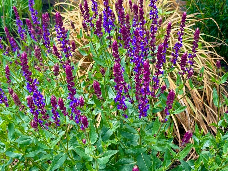 Salvia nemorosa 'Caradonna', Sage Caradonna
