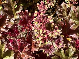Heuchera ‘Purple Petticoats’