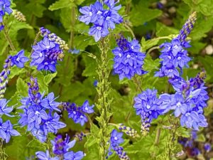 Arenaria ledebouriana | Online Flower Garden