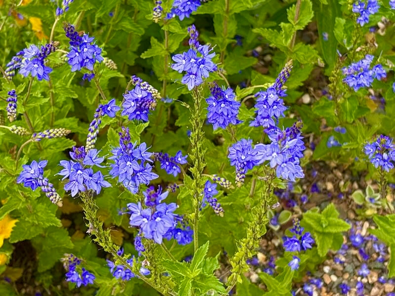 Arenaria ledebouriana