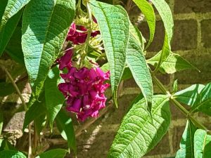 Buddleja colvilei