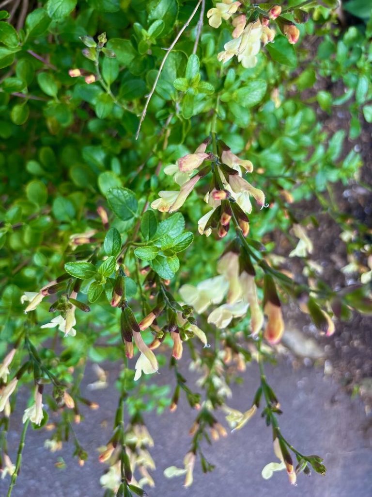 Salvia-Lemon-Pie | Online Flower Garden Salvia ‘Lemon Pie’