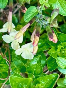 Salvia ‘Lemon Pie’