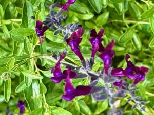 Salvia × jamensis ‘Violette De Loire®’