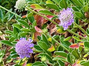 Scabiosa albocincta | Online Flower Garden